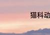 猫科动物包括哪些
