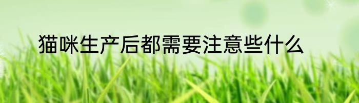 猫咪生产后都需要注意些什么