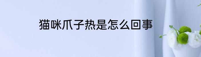 猫咪爪子热是怎么回事