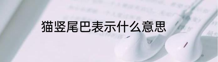 猫竖尾巴表示什么意思