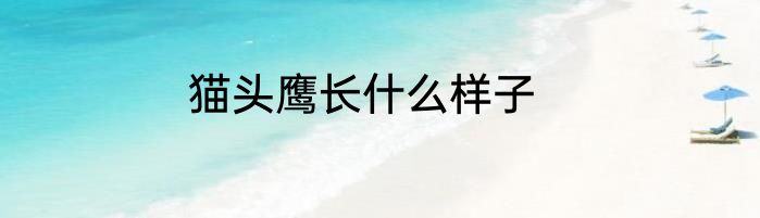 猫头鹰长什么样子