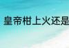 皇帝柑上火还是降火皇帝柑会降火吗
