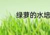 绿萝的水培方法和注意事项