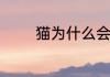 猫为什么会突然满屋子乱跑
