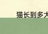猫长到多大才会不那么调皮