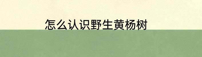 怎么认识野生黄杨树