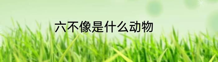 六不像是什么动物