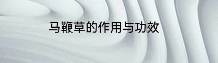 马鞭草的作用与功效