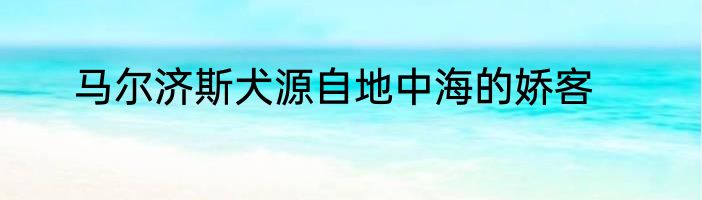 马尔济斯犬源自地中海的娇客