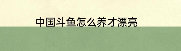中国斗鱼怎么养才漂亮