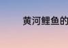 黄河鲤鱼的营养成分有哪些