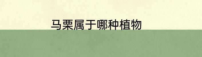 马栗属于哪种植物