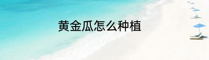 黄金瓜怎么种植