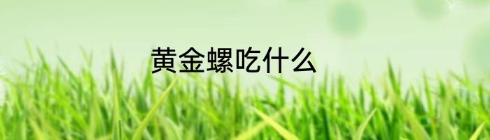 黄金螺吃什么