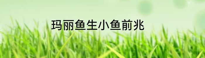玛丽鱼生小鱼前兆