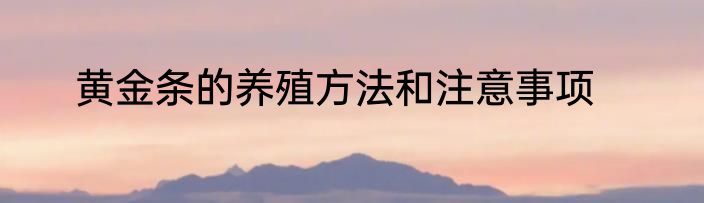 黄金条的养殖方法和注意事项