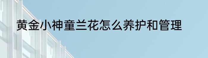 黄金小神童兰花怎么养护和管理