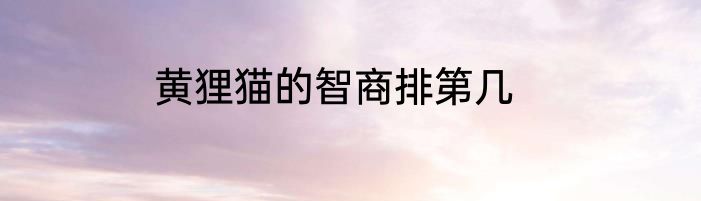 黄狸猫的智商排第几