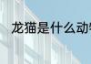 龙猫是什么动物是猫吗多少钱一只