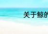 关于鲸的唯美文案短句