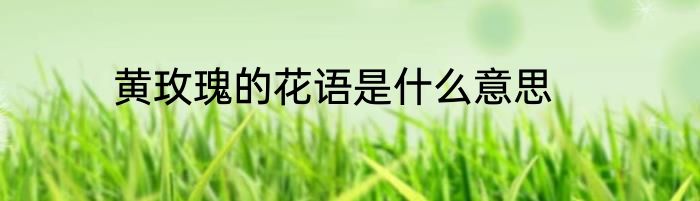 黄玫瑰的花语是什么意思