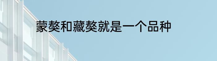蒙獒和藏獒就是一个品种