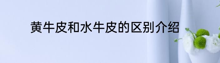 黄牛皮和水牛皮的区别介绍