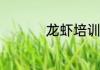 龙虾培训哪里学比较好