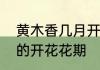 黄木香几月开花一直开到几月黄木香的开花花期