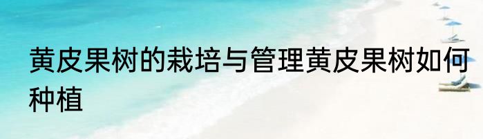 黄皮果树的栽培与管理黄皮果树如何种植