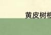黄皮树根的功效和作用