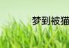 梦到被猫抓意思是什么