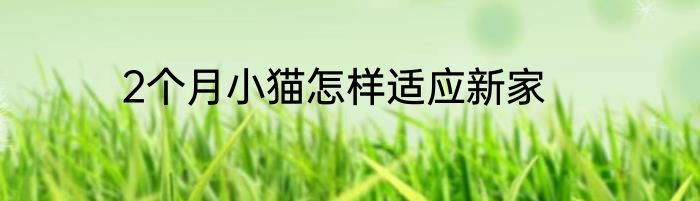 2个月小猫怎样适应新家