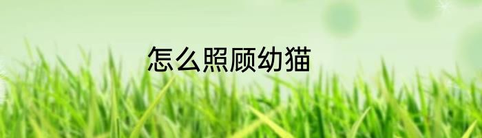 怎么照顾幼猫