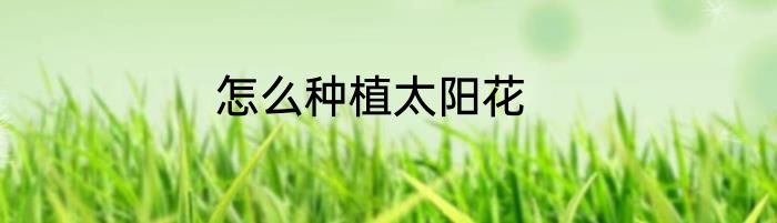 怎么种植太阳花