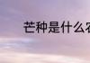 芒种是什么农作物成熟的季节
