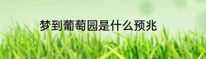 梦到葡萄园是什么预兆