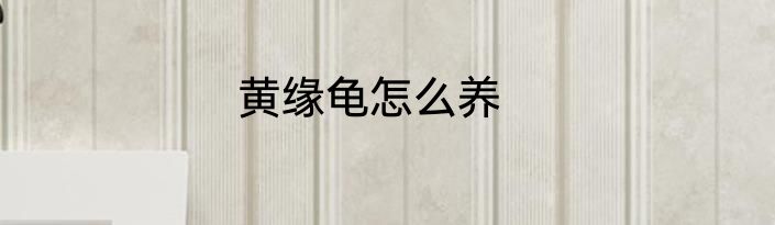 黄缘龟怎么养
