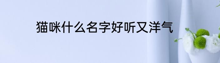 猫咪什么名字好听又洋气