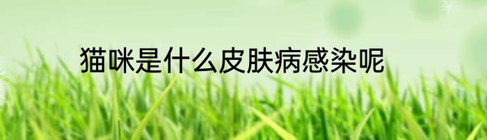 猫咪是什么皮肤病感染呢