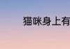 猫咪身上有跳蚤该怎么处理