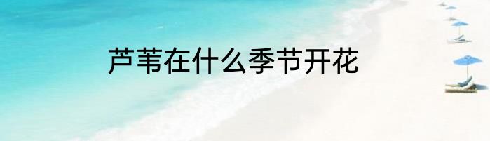 芦苇在什么季节开花