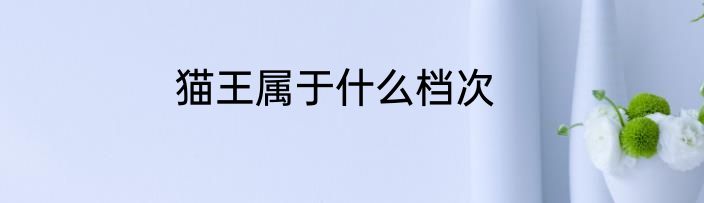 猫王属于什么档次
