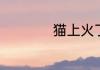 猫上火了吃什么降火
