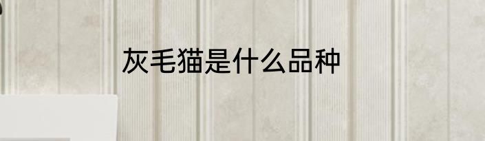灰毛猫是什么品种