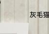 灰毛猫是什么品种