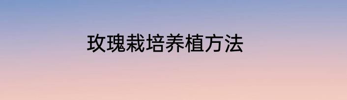 玫瑰栽培养植方法