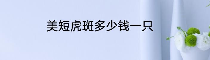 美短虎斑多少钱一只