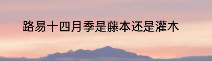 路易十四月季是藤本还是灌木