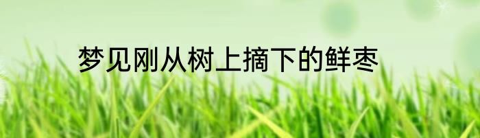 梦见刚从树上摘下的鲜枣